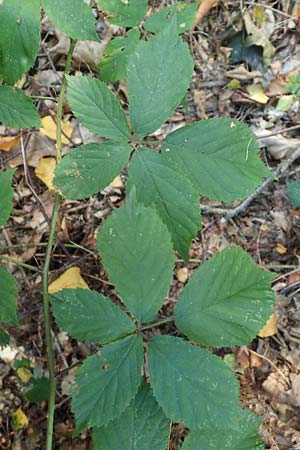 Rubus umbrosus \ Pyramiden-Brombeere / Pyramidal Bramble, D Krickenbecker Seen 10.9.2020