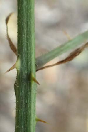 Rubus umbrosus \ Pyramiden-Brombeere / Pyramidal Bramble, D Krickenbecker Seen 10.9.2020