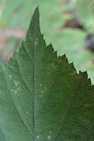 Rubus umbrosus \ Pyramiden-Brombeere / Pyramidal Bramble, D Krickenbecker Seen 10.9.2020