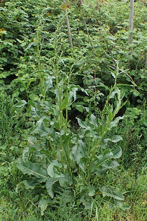 Rumex patientia \ Garten-Ampfer / Garden Dock, Patience Dock, D Mannheim 13.5.2021