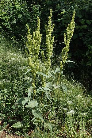 Rumex patientia \ Garten-Ampfer / Garden Dock, Patience Dock, D Mannheim 19.5.2021