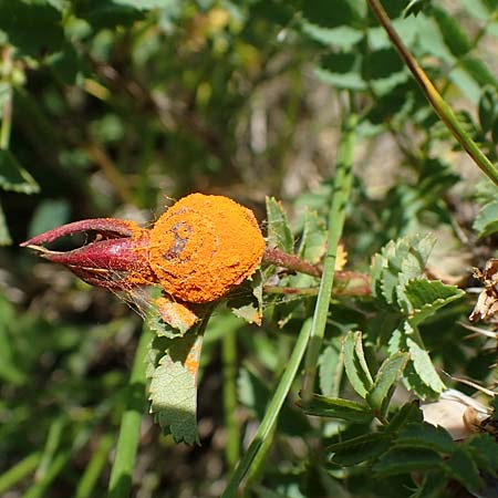 Rosa spinosissima \ Bibernellbl&auml;ttrige Rose / Burnet Rose, D Gr&uuml;nstadt-Asselheim 16.6.2021