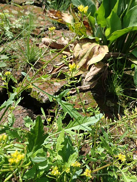 Rorippa palustris \ Gew�hnliche Sumpfkresse / Marsh Yellow-Cress, D Kaiserslautern 15.8.2021