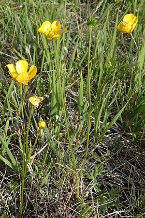 Ranunculus polyanthemos \ Vielbl�tiger Hahnenfu� / Multiflowered Buttercup, D Th&uuml;ringen, K&ouml;lleda 9.6.2022