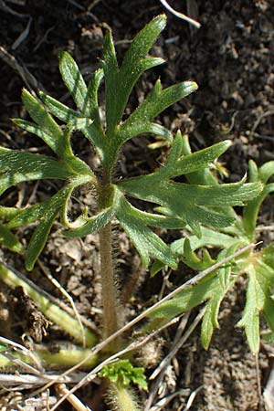 Ranunculus polyanthemos \ Vielbl�tiger Hahnenfu� / Multiflowered Buttercup, D Th&uuml;ringen, K&ouml;lleda 9.6.2022