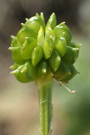 Ranunculus polyanthemos \ Vielbl�tiger Hahnenfu� / Multiflowered Buttercup, D Th&uuml;ringen, K&ouml;lleda 9.6.2022