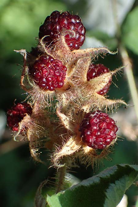 Rubus phoenicolasius \ Japanische Weinbeere, Rotborstige Himbeere / Wine Raspberry, D Bensheim 20.7.2022
