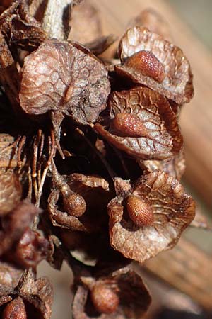 Rumex patientia \ Garten-Ampfer / Garden Dock, Patience Dock, D Schifferstadt 12.8.2022