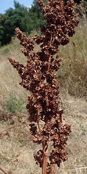 Rumex patientia \ Garten-Ampfer / Garden Dock, Patience Dock, D Schifferstadt 12.8.2022