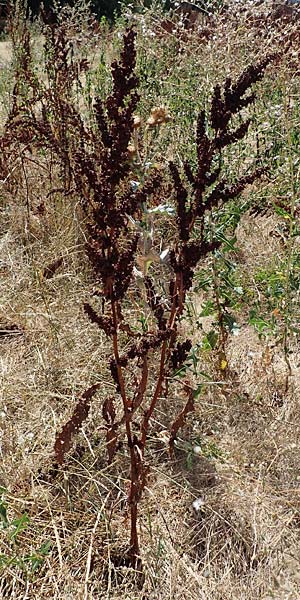 Rumex patientia \ Garten-Ampfer / Garden Dock, Patience Dock, D Schifferstadt 12.8.2022