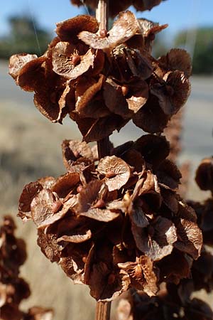 Rumex patientia \ Garten-Ampfer / Garden Dock, Patience Dock, D Mannheim 13.8.2022