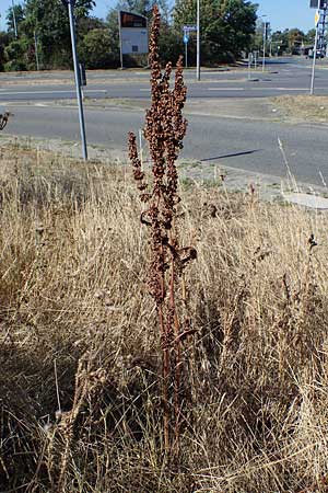 Rumex patientia \ Garten-Ampfer / Garden Dock, Patience Dock, D Mannheim 13.8.2022