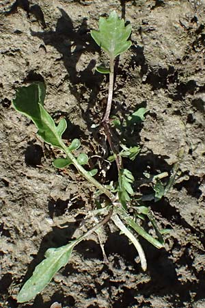 Rorippa palustris \ Gew�hnliche Sumpfkresse / Marsh Yellow-Cress, D Altrip 16.10.2023