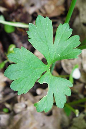 Ranunculus geraniiformis \ Storchschnabelartiger Gold-Hahnenfu� / Geranium-Like Goldilocks, D Werneck 9.5.2015