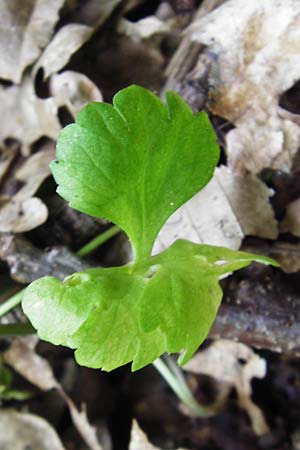 Ranunculus geraniiformis \ Storchschnabelartiger Gold-Hahnenfu� / Geranium-Like Goldilocks, D Werneck 9.5.2015