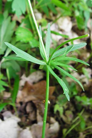 Ranunculus geraniiformis \ Storchschnabelartiger Gold-Hahnenfu� / Geranium-Like Goldilocks, D Werneck 9.5.2015