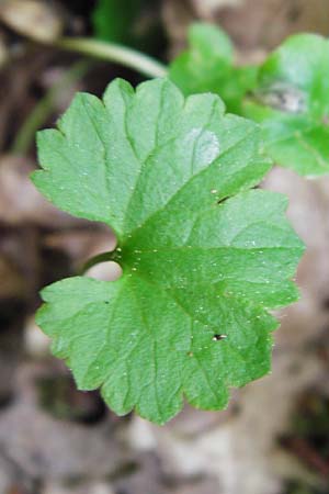 Ranunculus geraniiformis \ Storchschnabelartiger Gold-Hahnenfu� / Geranium-Like Goldilocks, D Werneck 9.5.2015