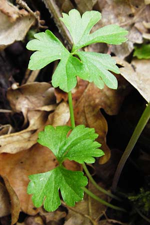 Ranunculus geraniiformis \ Storchschnabelartiger Gold-Hahnenfu� / Geranium-Like Goldilocks, D Werneck 9.5.2015
