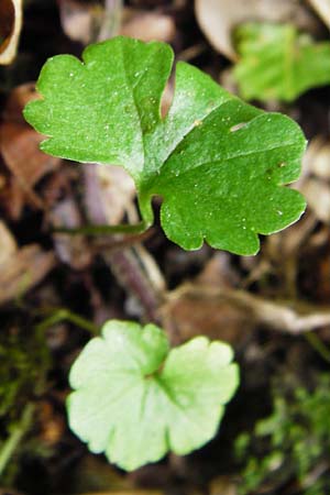 Ranunculus geraniiformis \ Storchschnabelartiger Gold-Hahnenfu� / Geranium-Like Goldilocks, D Werneck 9.5.2015
