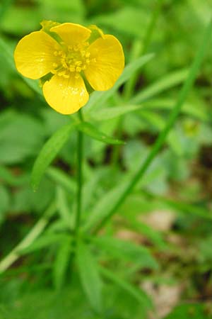 Ranunculus geraniiformis \ Storchschnabelartiger Gold-Hahnenfu� / Geranium-Like Goldilocks, D Werneck 9.5.2015
