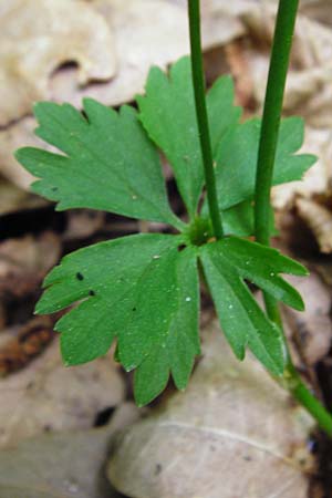 Ranunculus geraniiformis \ Storchschnabelartiger Gold-Hahnenfu� / Geranium-Like Goldilocks, D Werneck 9.5.2015