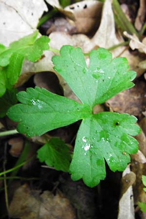 Ranunculus geraniiformis \ Storchschnabelartiger Gold-Hahnenfu� / Geranium-Like Goldilocks, D Werneck 9.5.2015