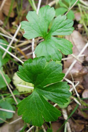Ranunculus geraniiformis \ Storchschnabelartiger Gold-Hahnenfu� / Geranium-Like Goldilocks, D Werneck 9.5.2015