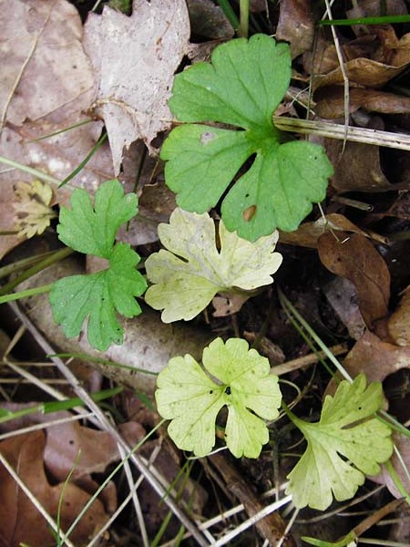 Ranunculus geraniiformis \ Storchschnabelartiger Gold-Hahnenfu� / Geranium-Like Goldilocks, D Werneck 9.5.2015