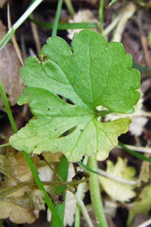 Ranunculus geraniiformis \ Storchschnabelartiger Gold-Hahnenfu� / Geranium-Like Goldilocks, D Werneck 9.5.2015