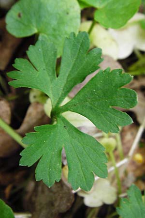Ranunculus geraniiformis \ Storchschnabelartiger Gold-Hahnenfu� / Geranium-Like Goldilocks, D Werneck 9.5.2015