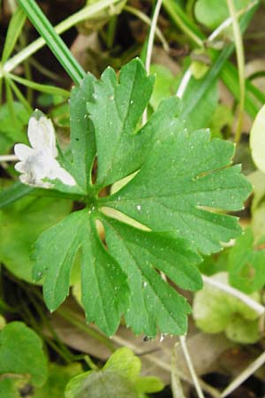 Ranunculus geraniiformis \ Storchschnabelartiger Gold-Hahnenfu� / Geranium-Like Goldilocks, D Werneck 9.5.2015