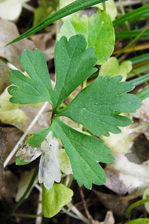 Ranunculus geraniiformis \ Storchschnabelartiger Gold-Hahnenfu� / Geranium-Like Goldilocks, D Werneck 9.5.2015