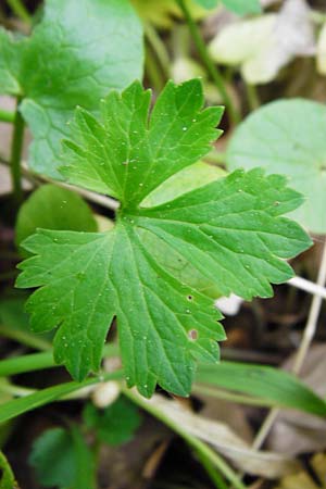 Ranunculus geraniiformis \ Storchschnabelartiger Gold-Hahnenfu� / Geranium-Like Goldilocks, D Werneck 9.5.2015
