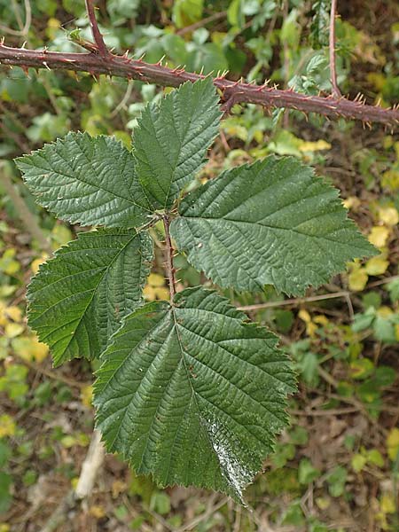 Rubus specJ ? \ Brombeere / Bramble, D Herne 27.7.2019