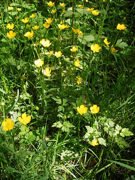 Ranunculus repens \ Kriechender Hahnenfu� / Creeping Buttercup, D Hockenheim 10.5.2015