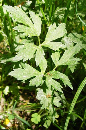 Ranunculus repens \ Kriechender Hahnenfu� / Creeping Buttercup, D Hockenheim 10.5.2015