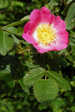 Rosa rubiginosa \ Wein-Rose / Sweet Briar, D Wurmlingen 3.6.2015
