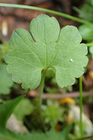 Ranunculus ripuaricus \ Ripuarier-Gold-Hahnenfu� / Ripuarian Goldilocks, D Bonn Petersberg 23.4.2017