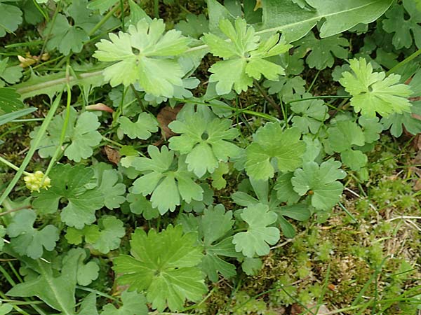 Ranunculus ripuaricus \ Ripuarier-Gold-Hahnenfu� / Ripuarian Goldilocks, D Bonn Petersberg 23.4.2017