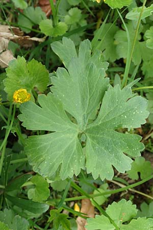 Ranunculus ripuaricus \ Ripuarier-Gold-Hahnenfu� / Ripuarian Goldilocks, D Bonn Petersberg 23.4.2017