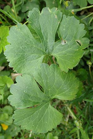 Ranunculus ripuaricus \ Ripuarier-Gold-Hahnenfu� / Ripuarian Goldilocks, D Bonn Petersberg 23.4.2017