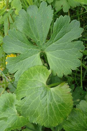 Ranunculus ripuaricus \ Ripuarier-Gold-Hahnenfu� / Ripuarian Goldilocks, D Bonn Petersberg 23.4.2017