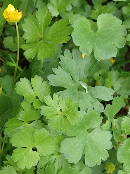 Ranunculus ripuaricus \ Ripuarier-Gold-Hahnenfu� / Ripuarian Goldilocks, D Bonn Petersberg 23.4.2017