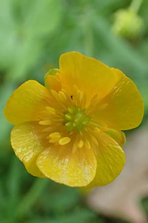 Ranunculus ripuaricus \ Ripuarier-Gold-Hahnenfu� / Ripuarian Goldilocks, D Bonn Petersberg 23.4.2017