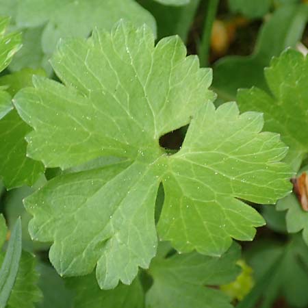 Ranunculus ripuaricus \ Ripuarier-Gold-Hahnenfu� / Ripuarian Goldilocks, D Bonn Petersberg 23.4.2017