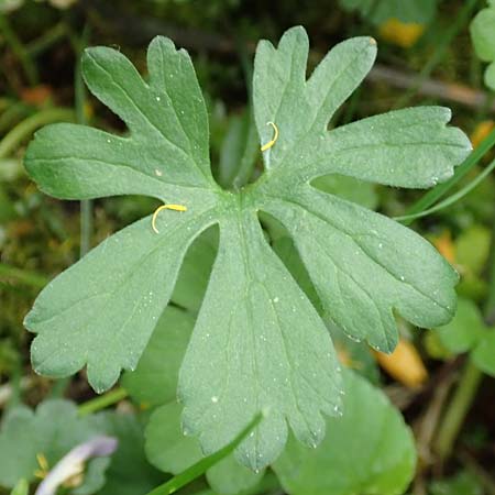 Ranunculus ripuaricus \ Ripuarier-Gold-Hahnenfu� / Ripuarian Goldilocks, D Bonn Petersberg 23.4.2017