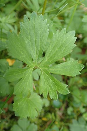 Ranunculus ripuaricus \ Ripuarier-Gold-Hahnenfu� / Ripuarian Goldilocks, D Bonn Petersberg 23.4.2017
