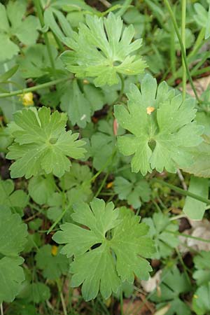 Ranunculus ripuaricus \ Ripuarier-Gold-Hahnenfu� / Ripuarian Goldilocks, D Bonn Petersberg 23.4.2017