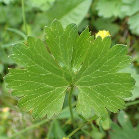 Ranunculus ripuaricus \ Ripuarier-Gold-Hahnenfu� / Ripuarian Goldilocks, D Bonn Petersberg 23.4.2017