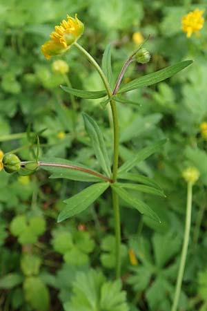 Ranunculus ripuaricus \ Ripuarier-Gold-Hahnenfu� / Ripuarian Goldilocks, D Bonn Petersberg 23.4.2017